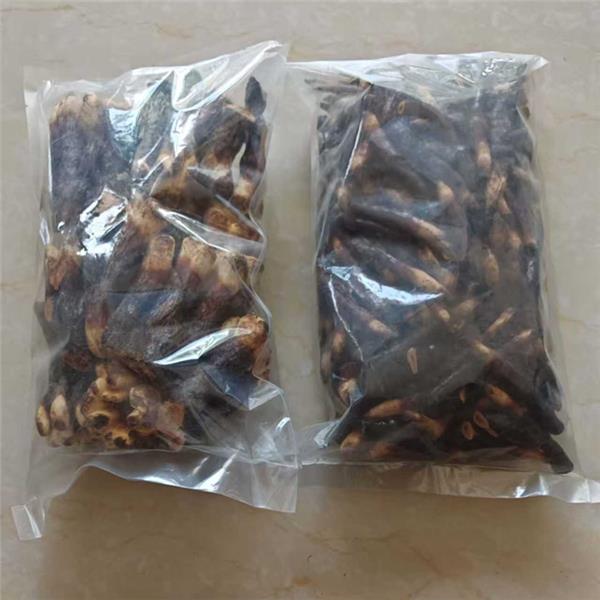 羊肚菌